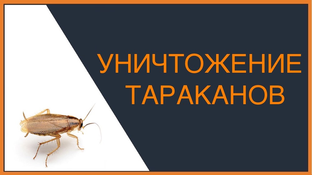 Уничтожение тараканов в Тольятти